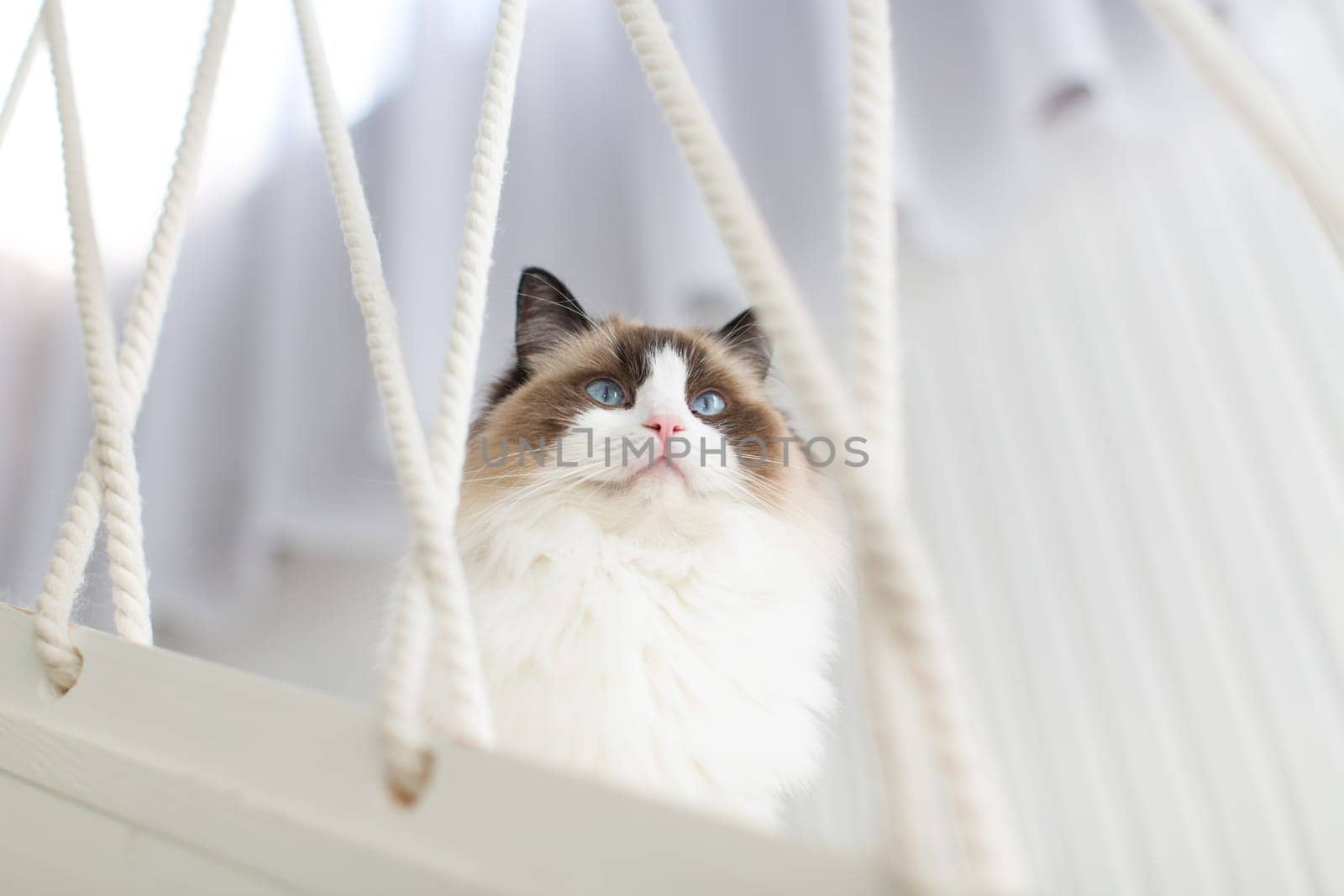 Beautiful young white purebred Ragdoll cat with blue eyes, at home.