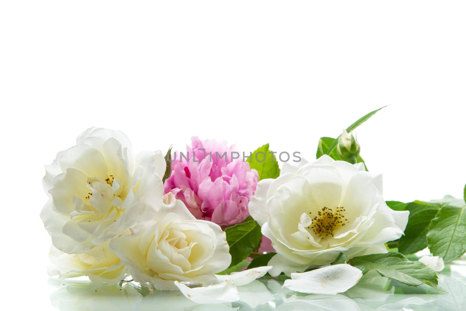 bouquet of summer white roses and peonies , isolated on white background.