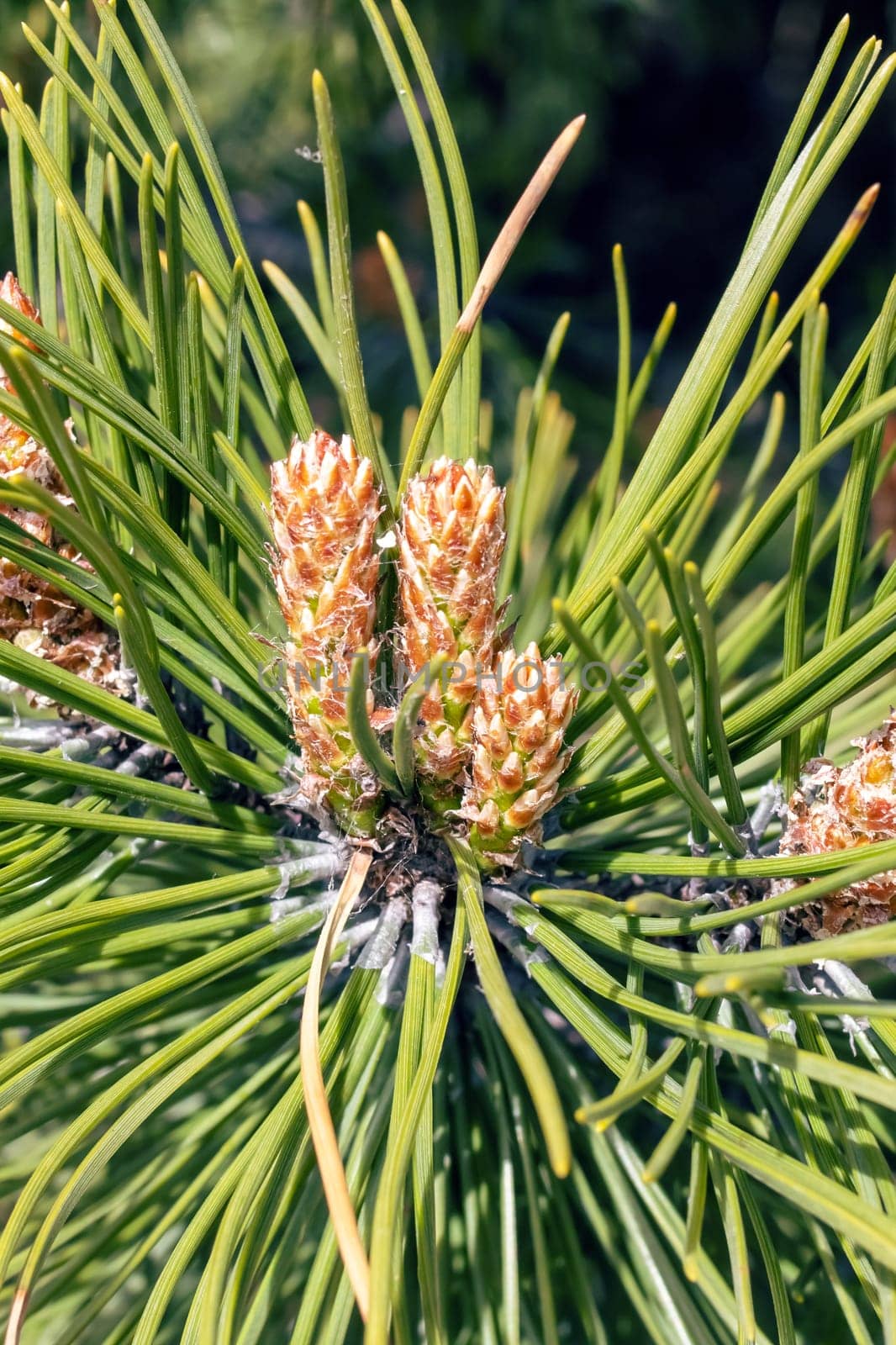 Small cones on a pine branch closeup by Vera1703