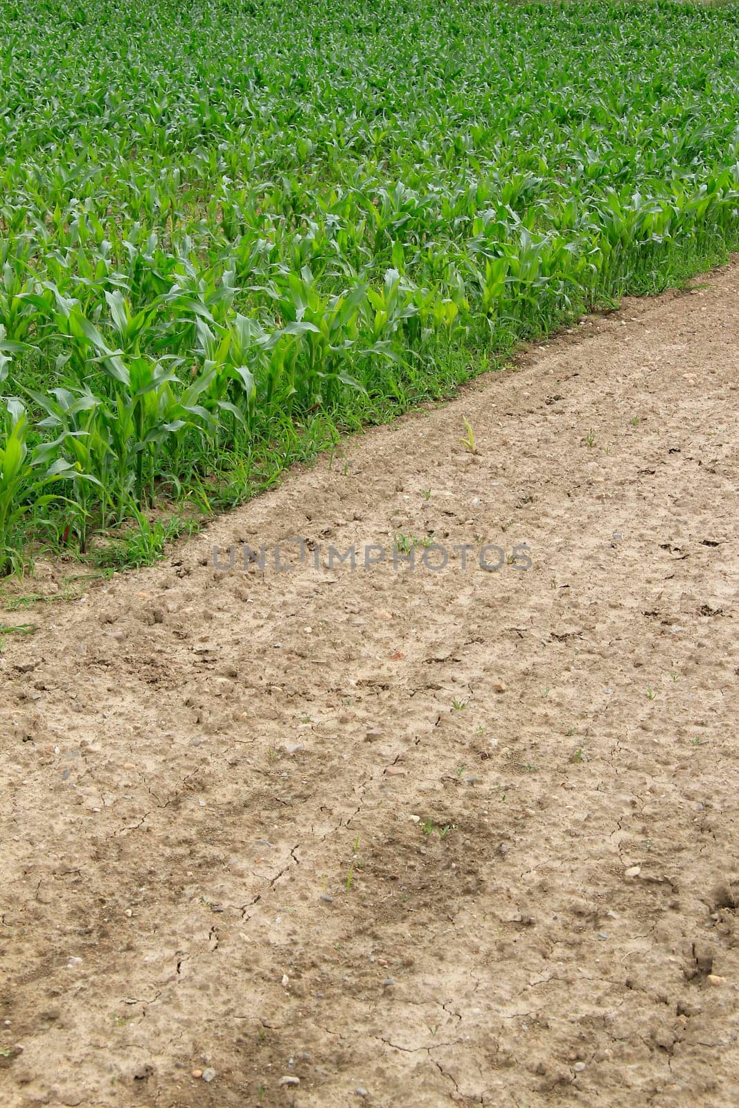 Corn field divided in spring