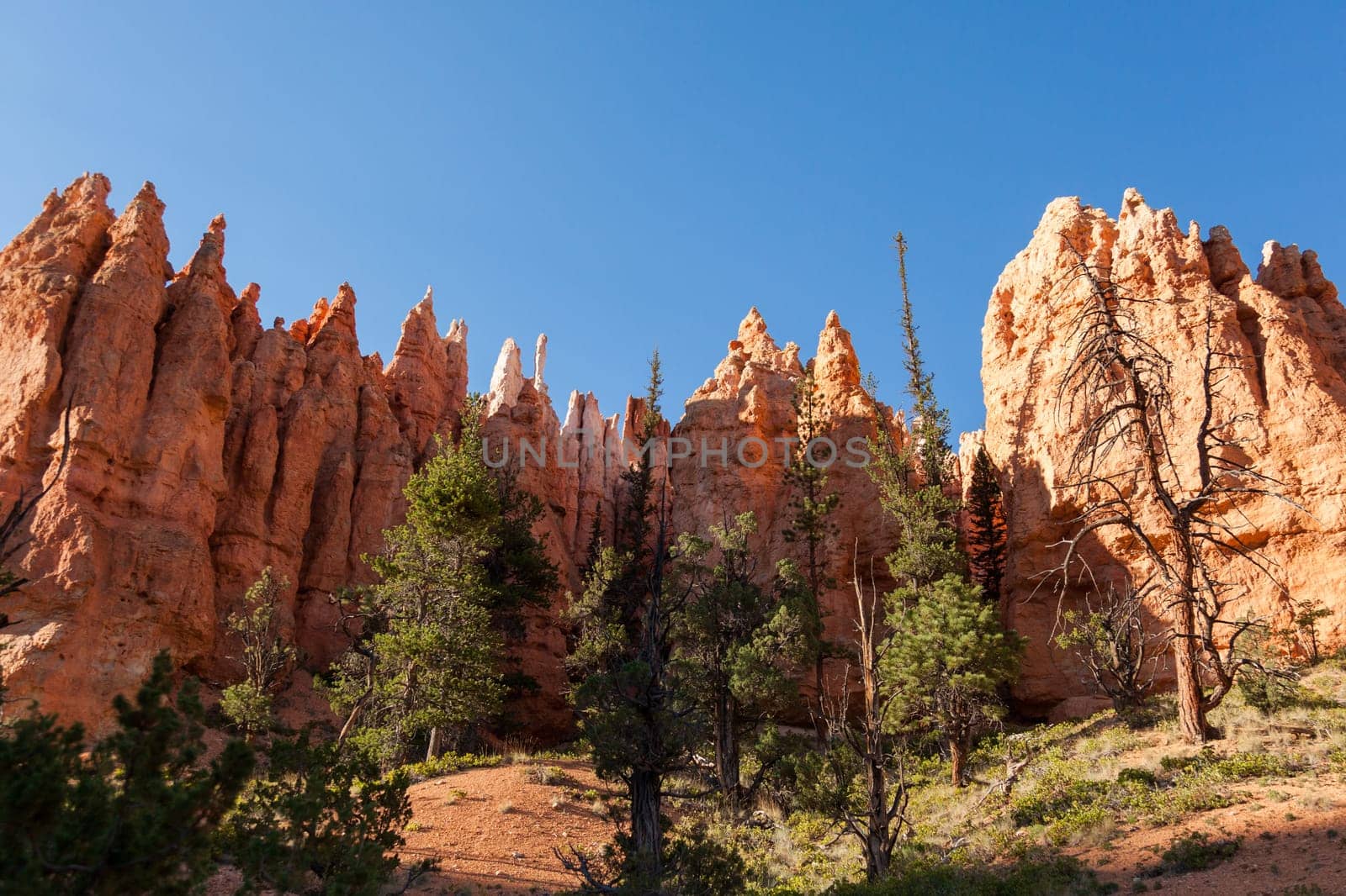 Bryce canyon national park in Utah  - USA