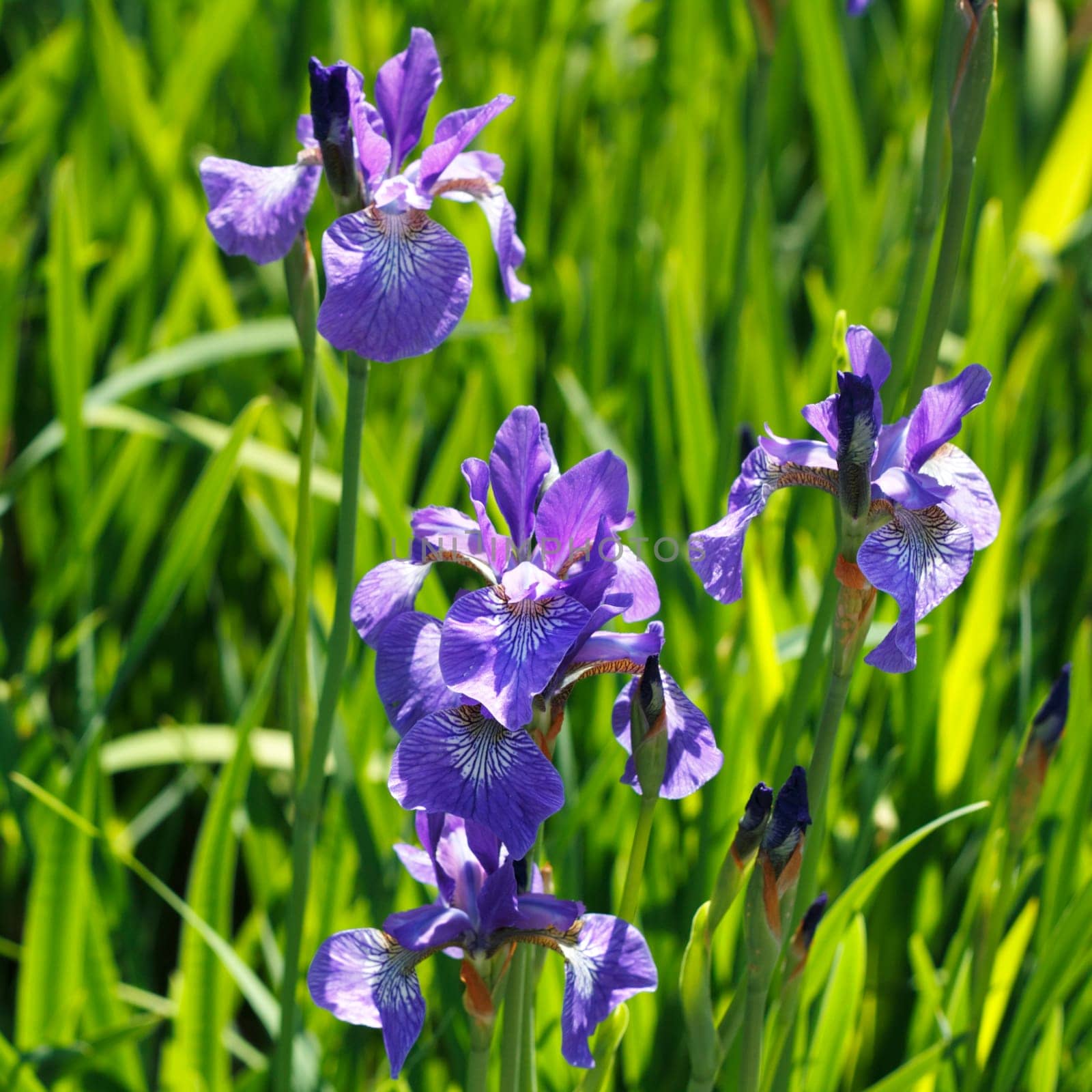 Outdoors in nature wild purple iris flowers are growing in the spring sunshine.