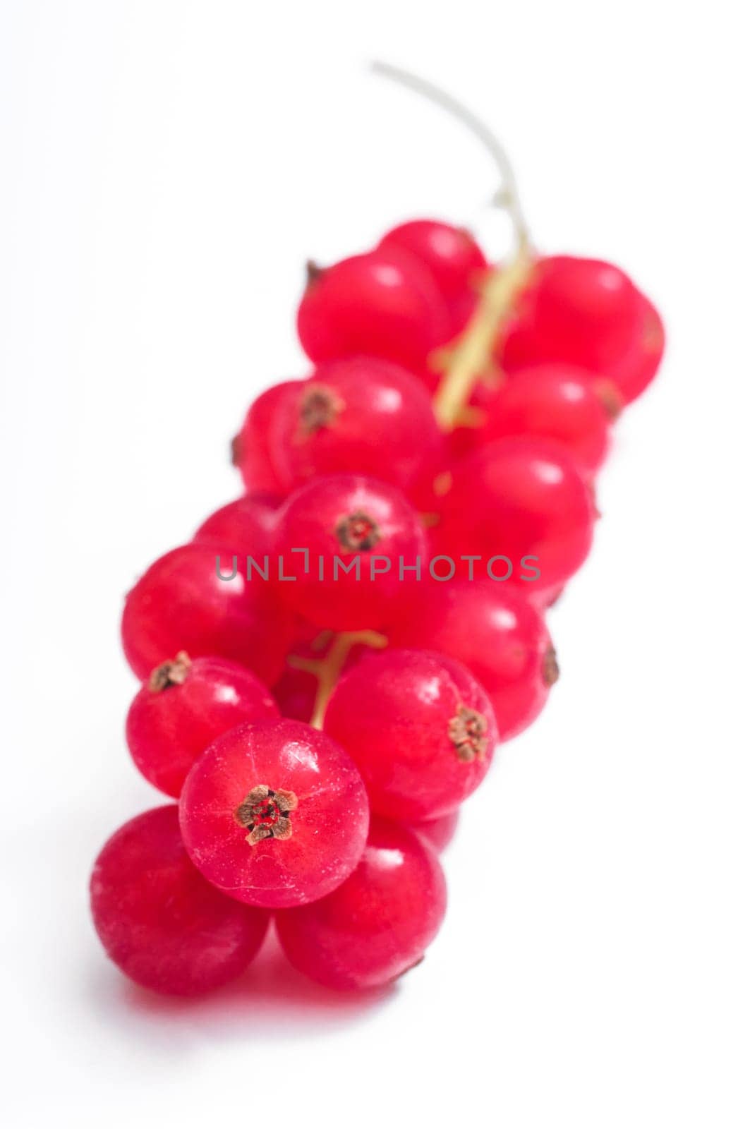 Red currants blurred on white background