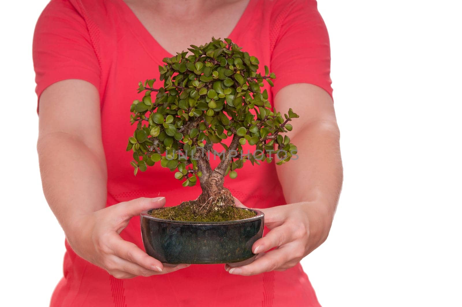 Two hands holding a green bonsai tree