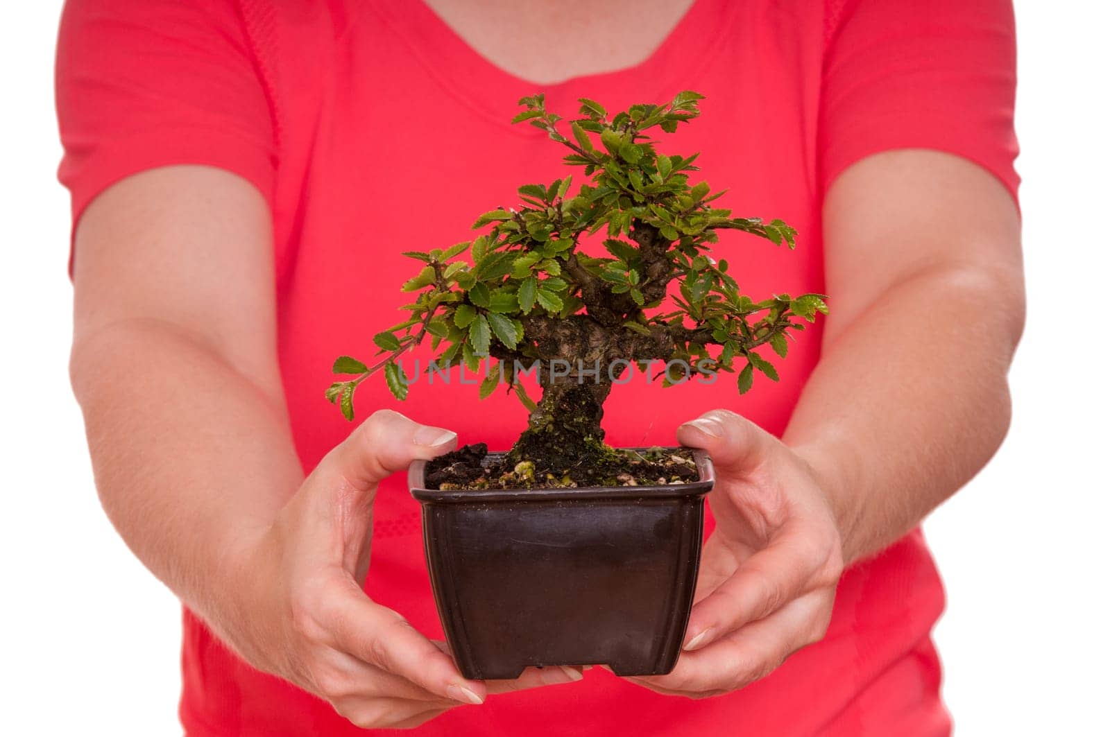 Small elm (Ulmus japonica) as a bonsai tree is held by two hands