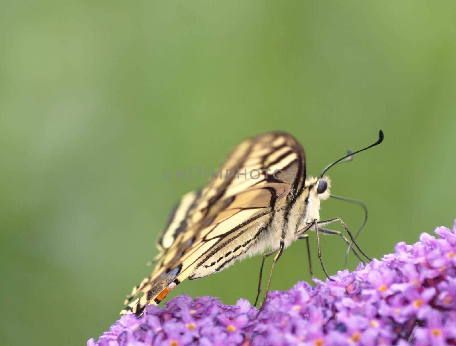 Swallowtail