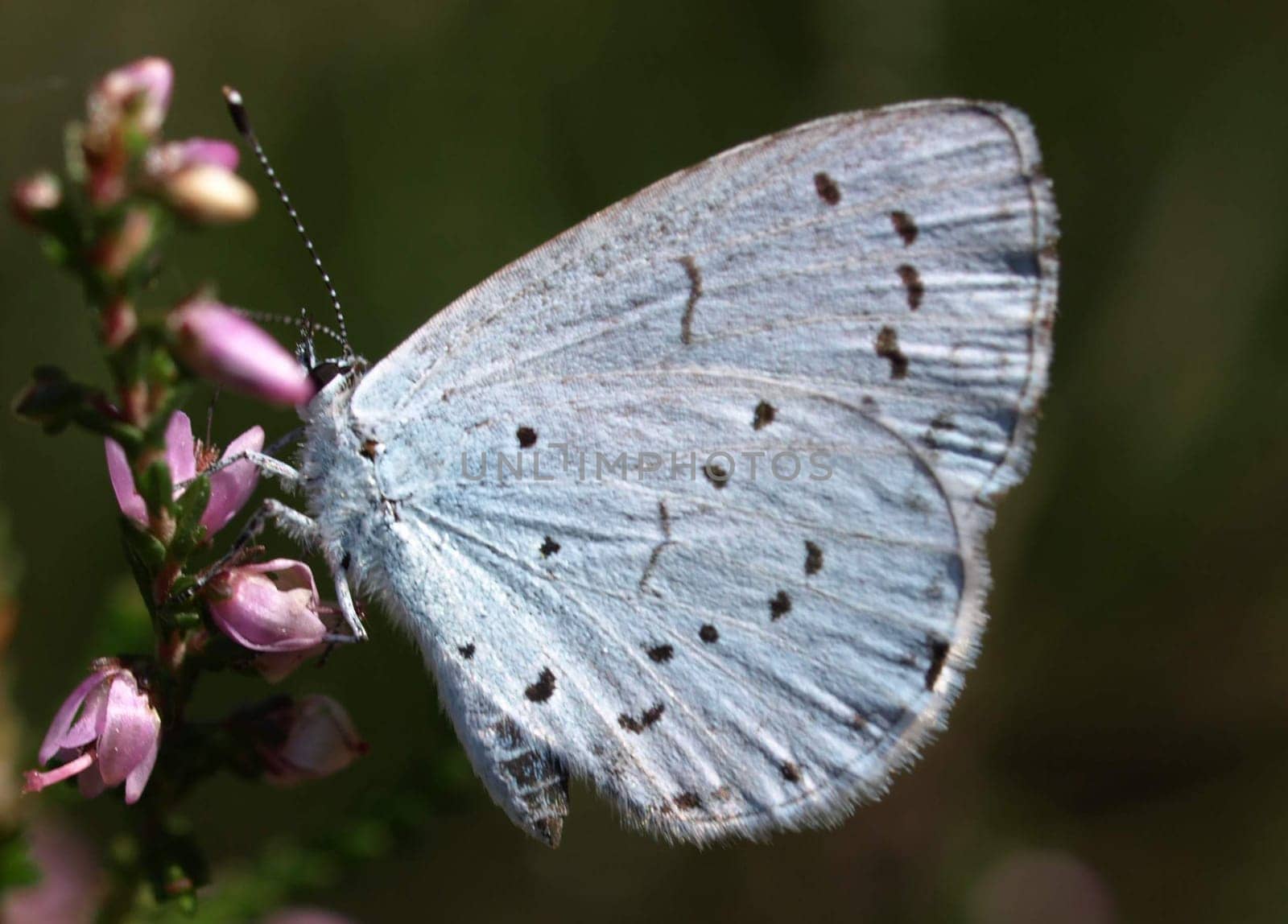 Holly blue