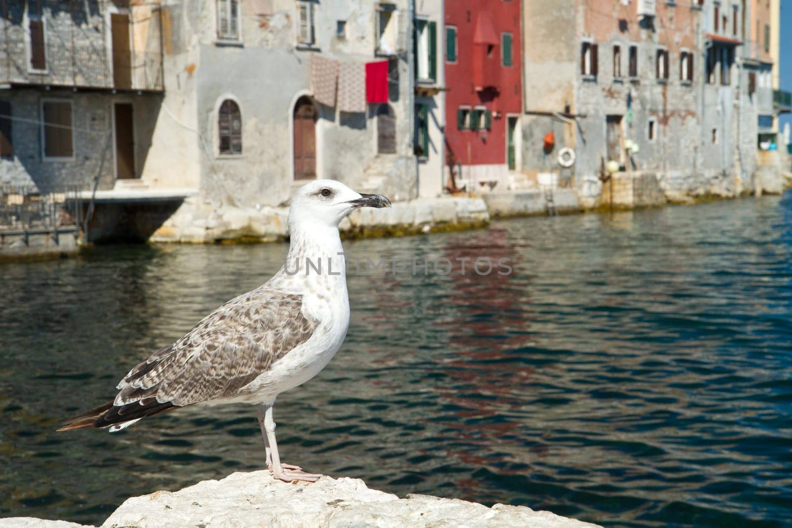 seagull