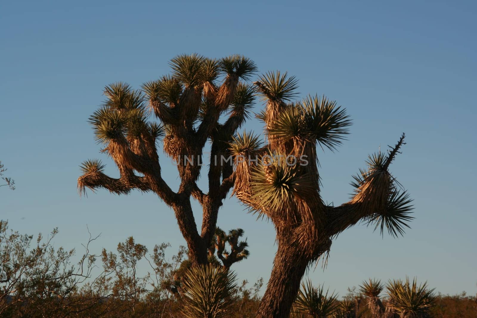Joshua Tree national park