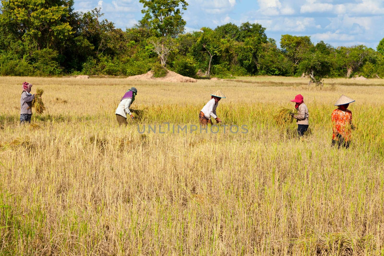 Cambodian women working in the rice field near Siem Reap