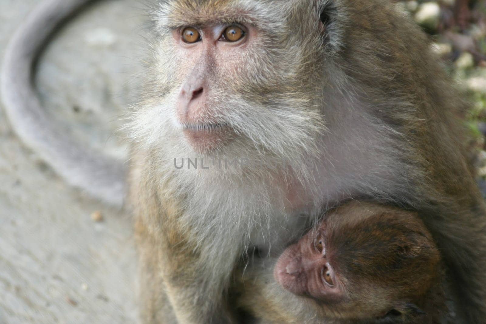 Indonesia Wildlife