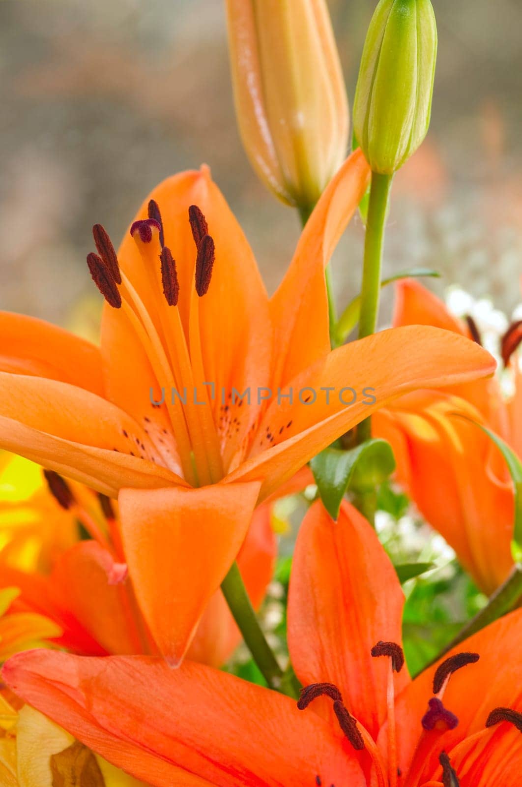 Orange lily bouquet with open and closed petals