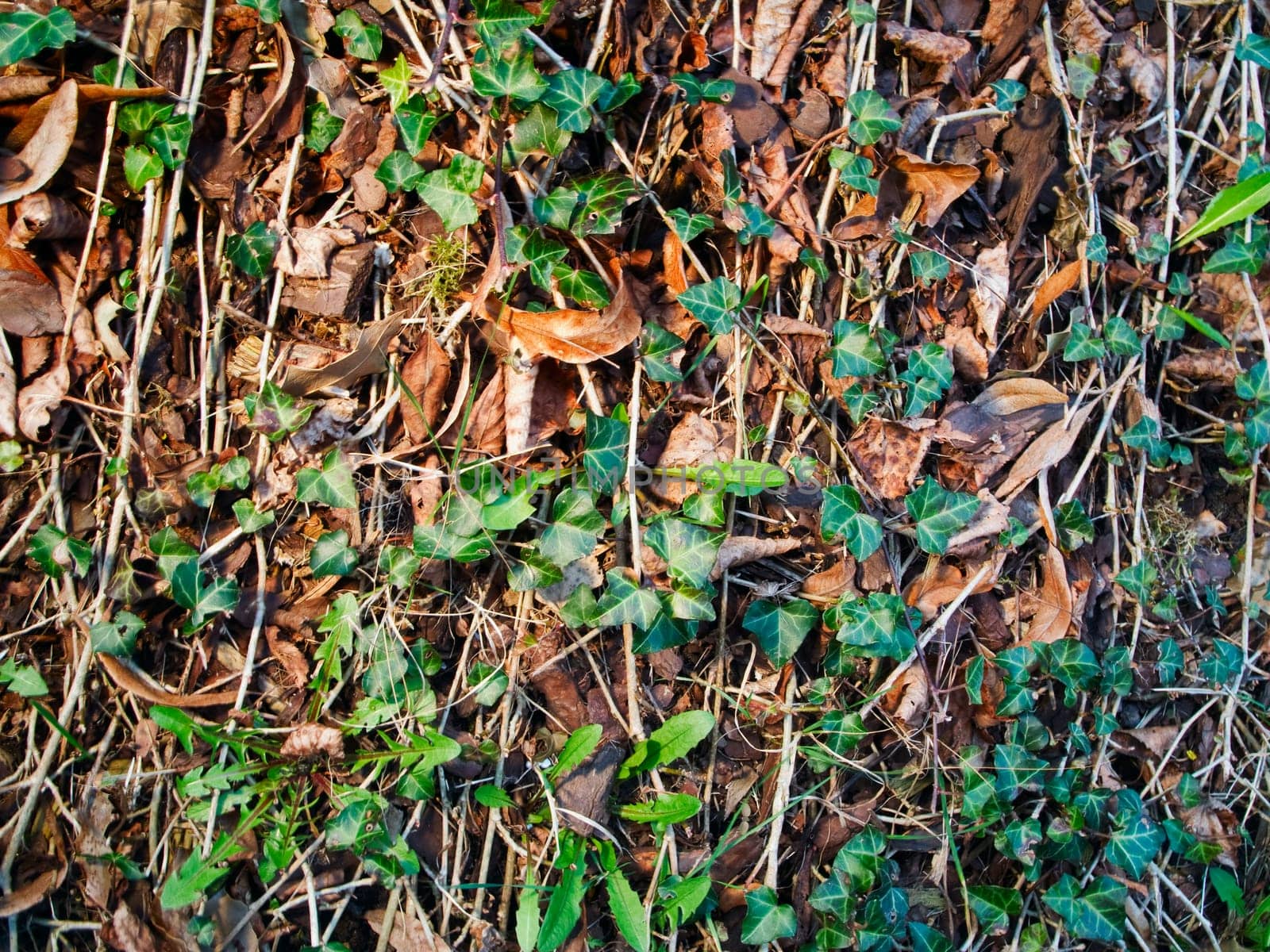 ivy leaves and dry foliage with small twigs as a natural green/brown background