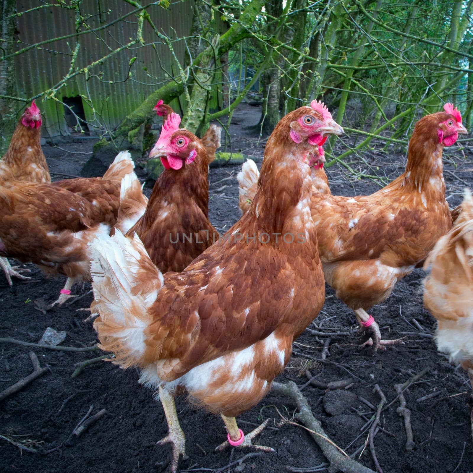 Exterior shot of a small number of brown chickens in low view