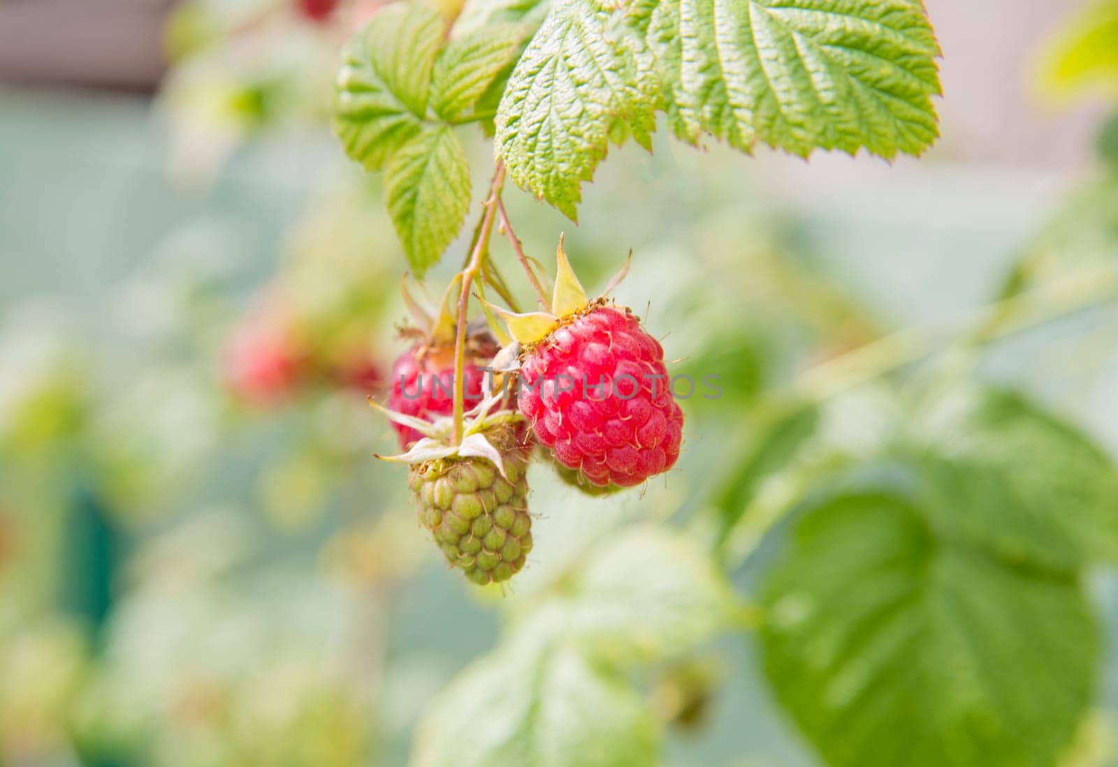 Raspberry are on half ready for berry eaters