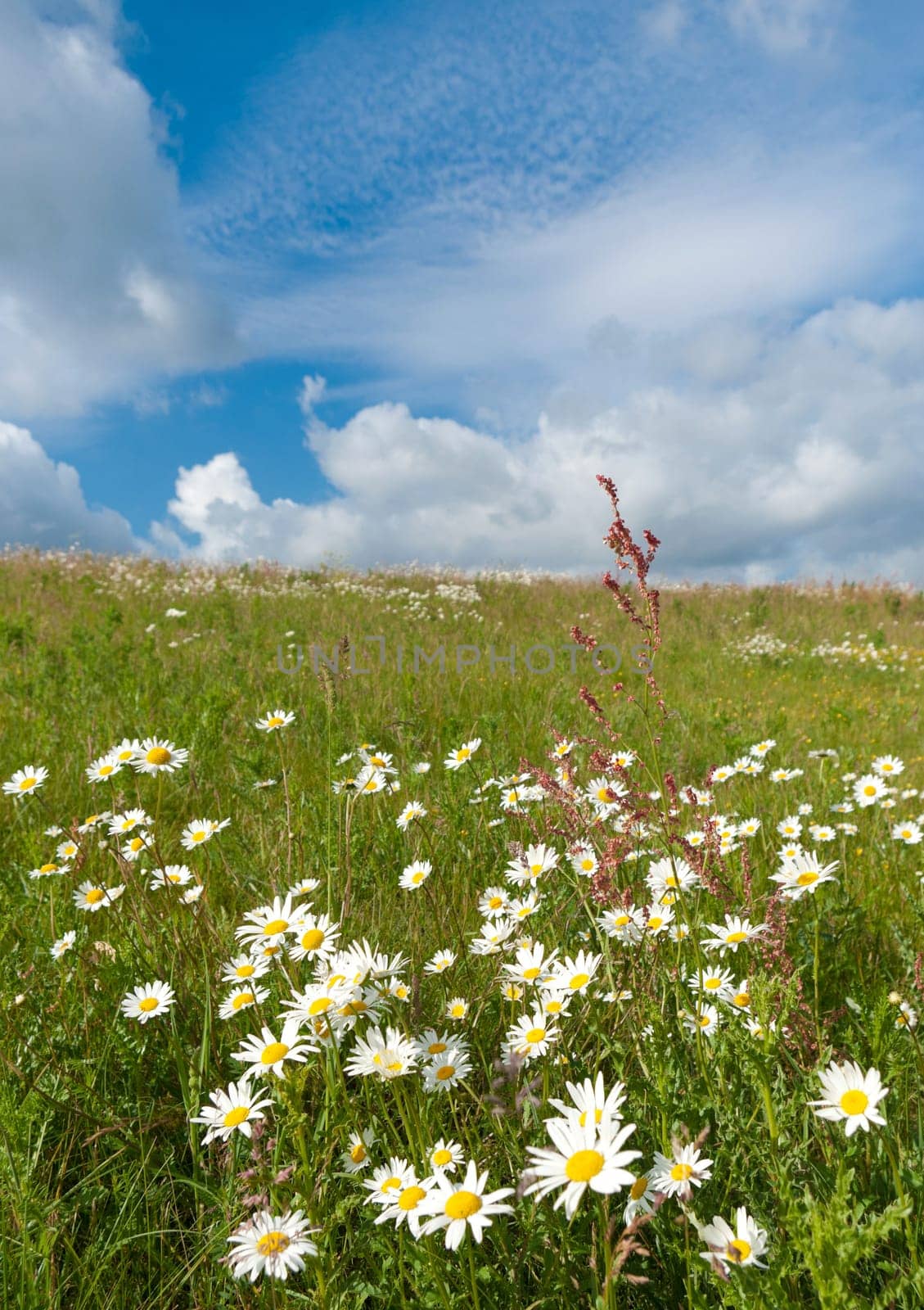 white marguerites on a sunny hill