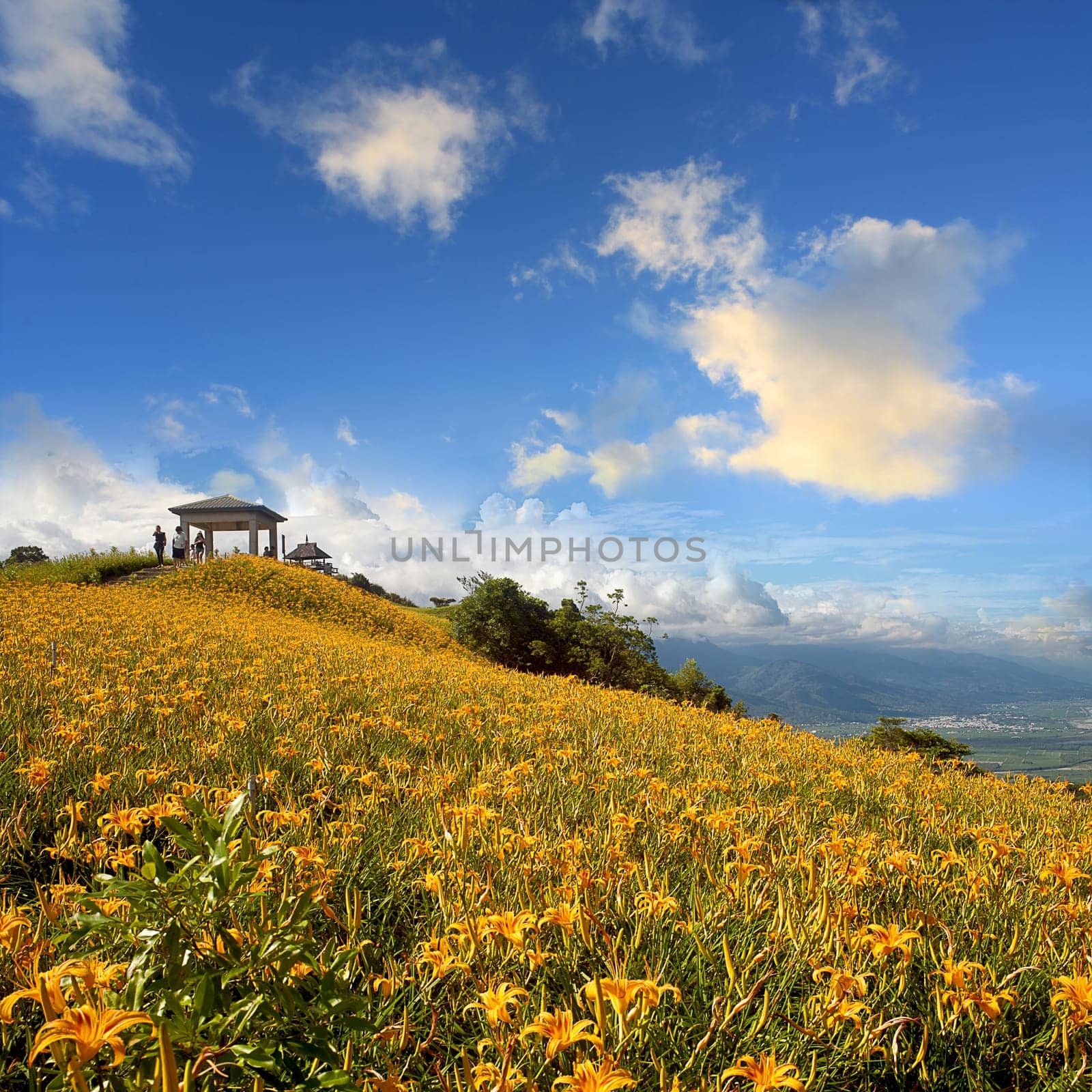 Daylily flower at sixty Stone Mountain in Taiwan Hualien festival