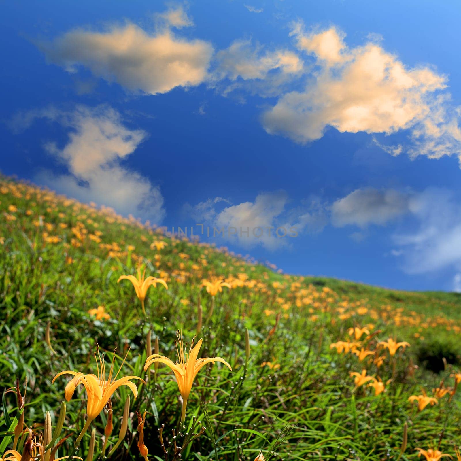 Daylily flower at sixty Stone Mountain in Taiwan Hualien festival