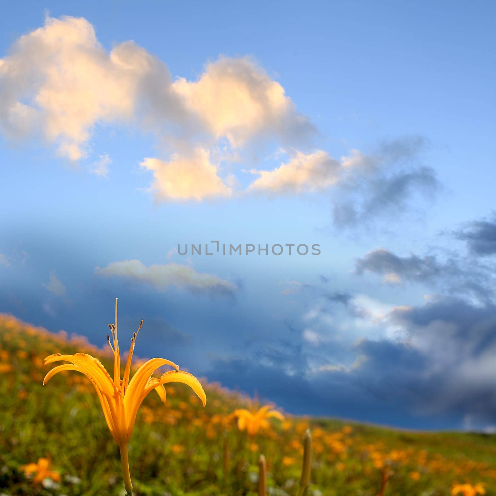 Daylily flower at sixty Stone Mountain in Taiwan Hualien festival