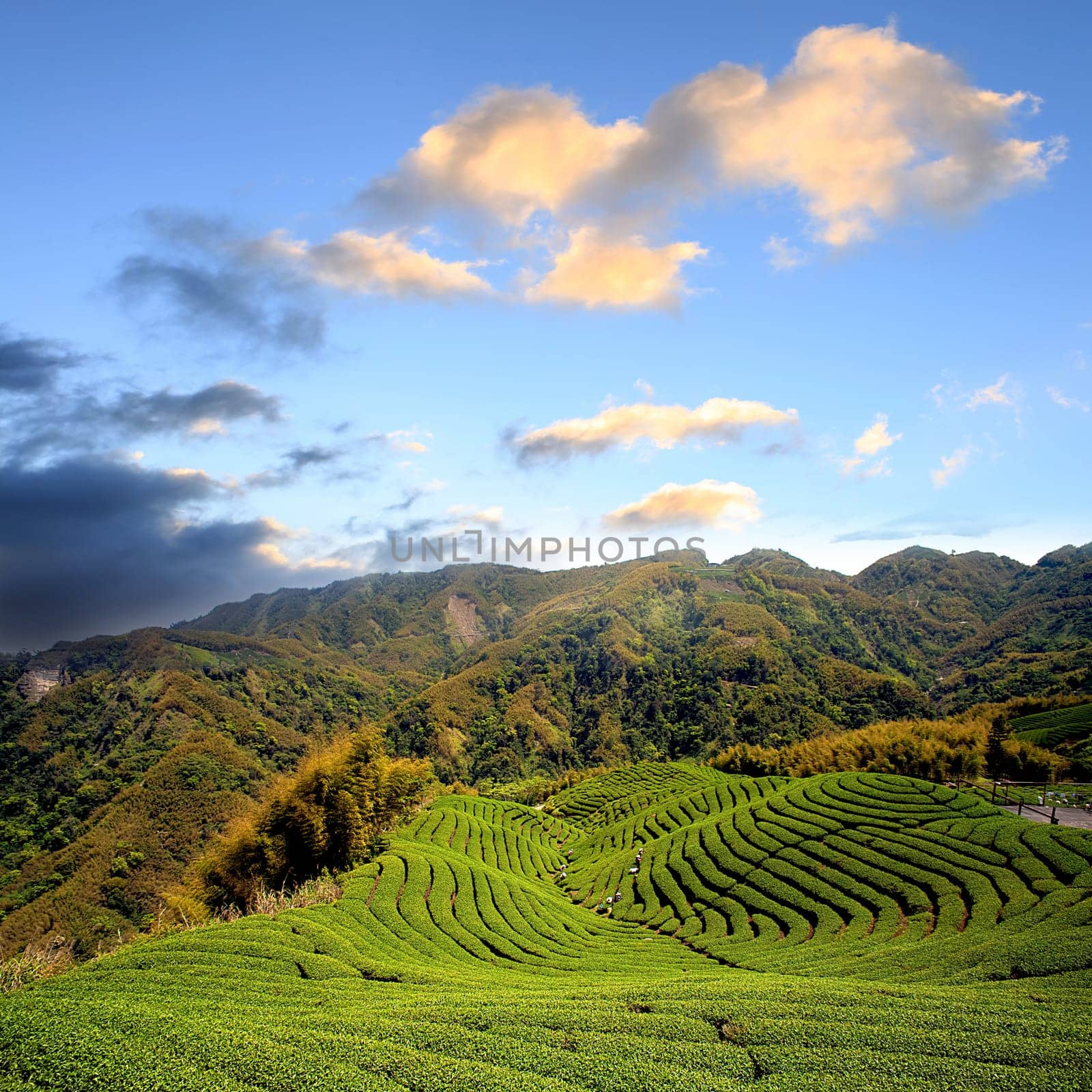 Ba Gua Tea garden in mid of Taiwan, This is the very famous area known for hand-picking of tea
