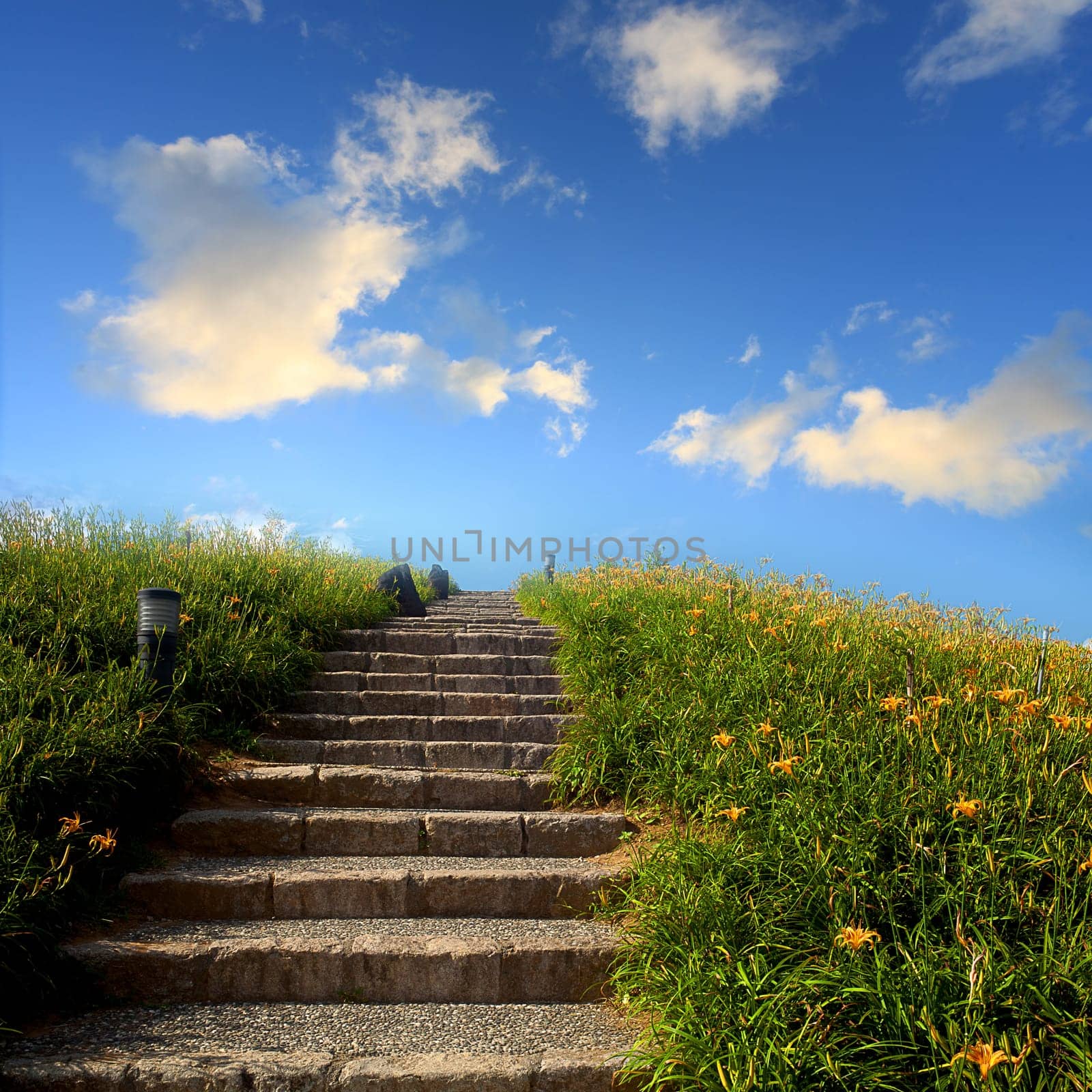 Daylily flower at sixty Stone Mountain in Taiwan Hualien festival