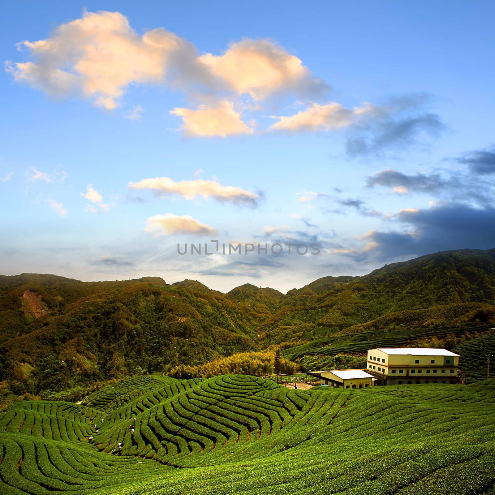 Ba Gua Tea garden in mid of Taiwan, This is the very famous area known for hand-picking of tea