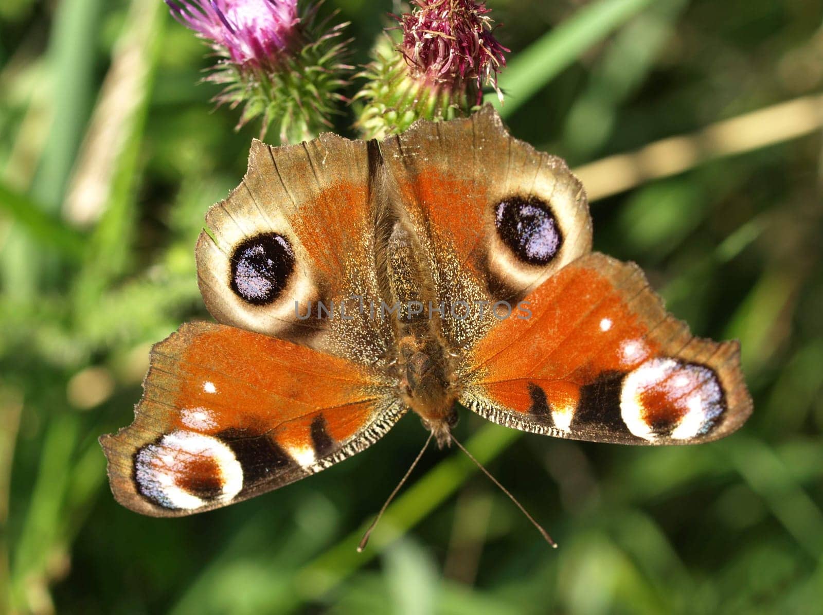 Peacock