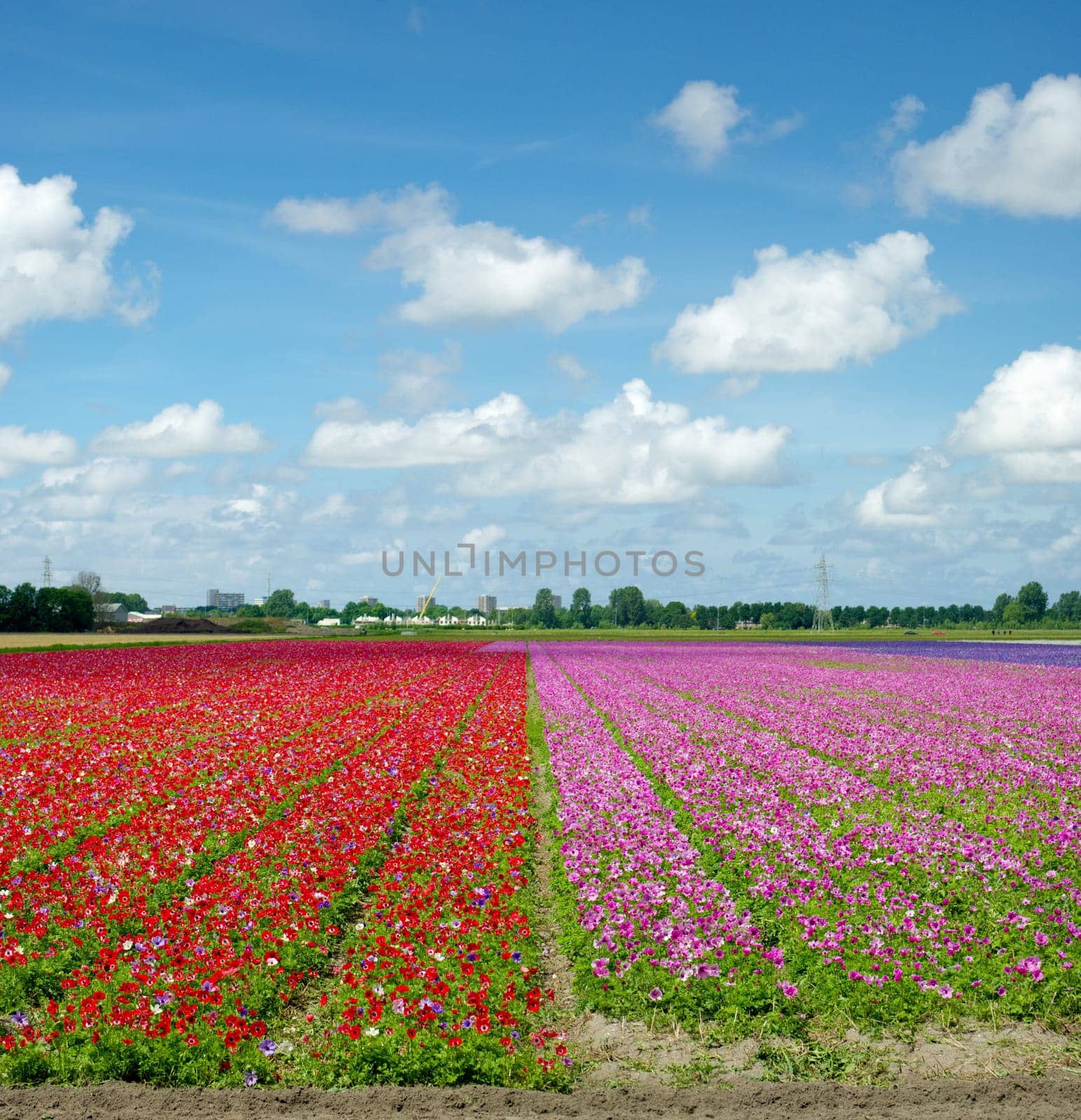 field with blooming red and pink flowers