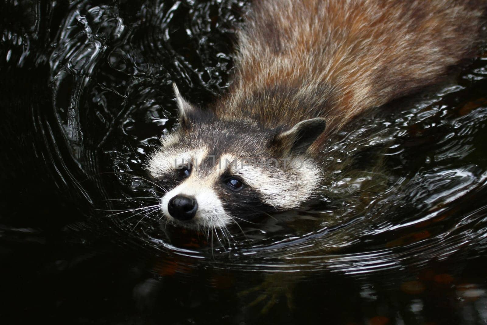 Swimming pleasure