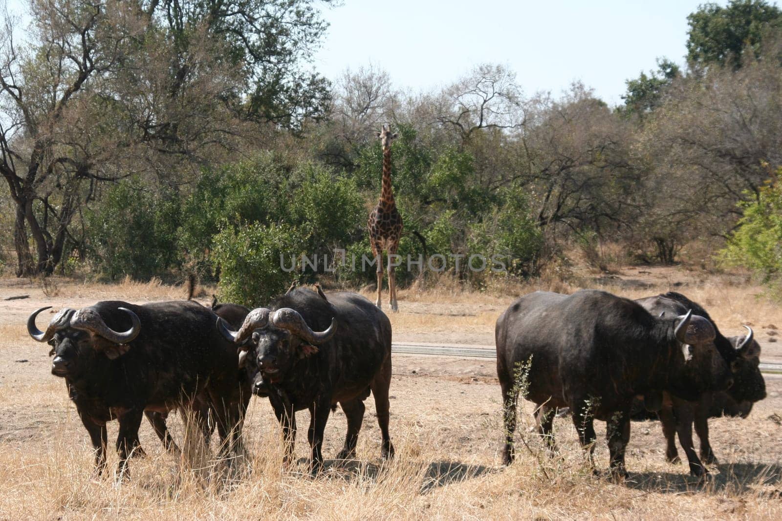 South African buffalo