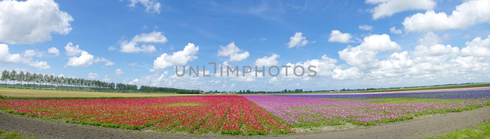 panoramic shot of a field with blooming flowers