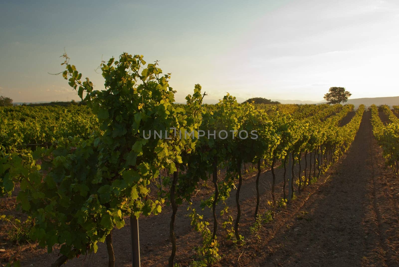 Burgenland vineyard vine