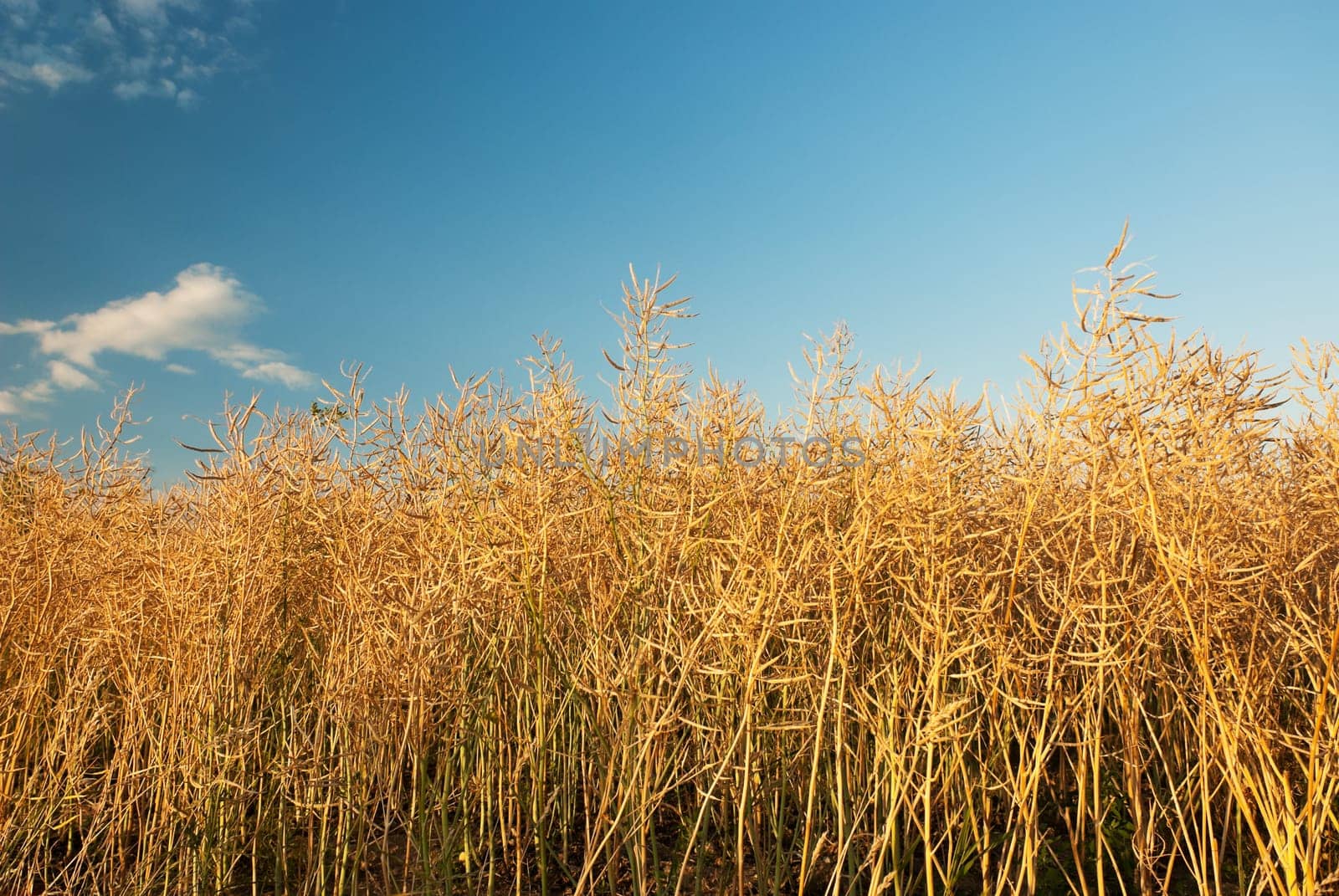 Rapeseed Field Cereals Cultivation Agriculture