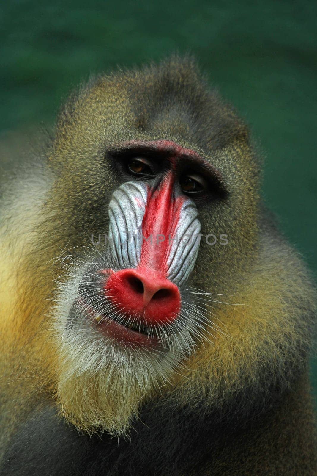 MandrillPortrait