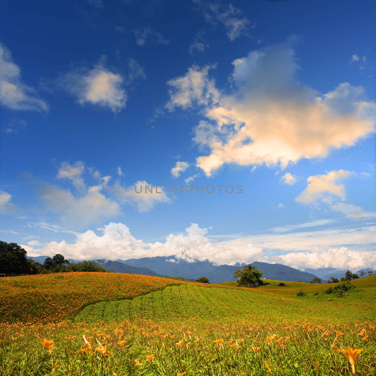 Daylily flower at sixty Stone Mountain in Taiwan Hualien festival