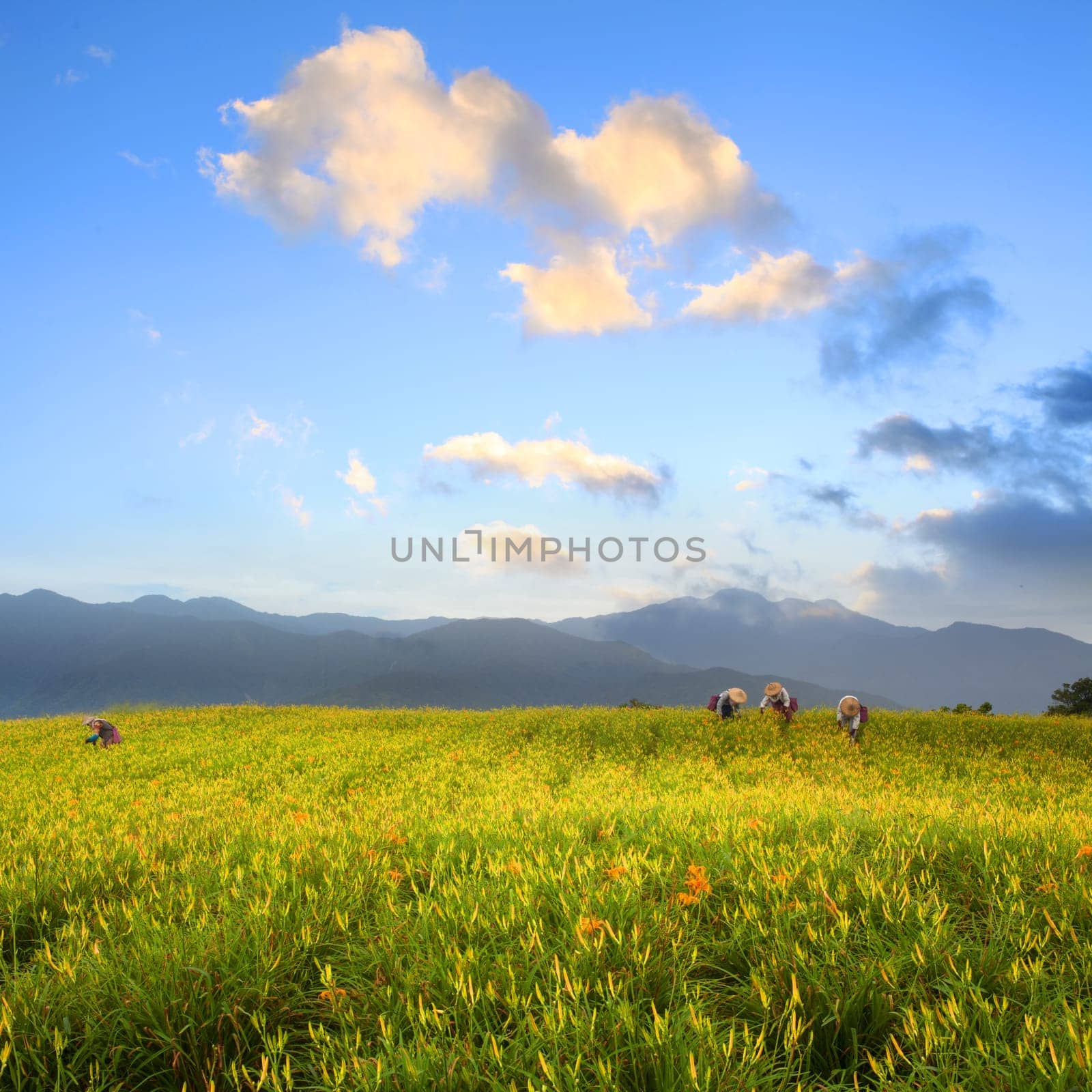 Daylily flower at sixty Stone Mountain in Taiwan Hualien festival