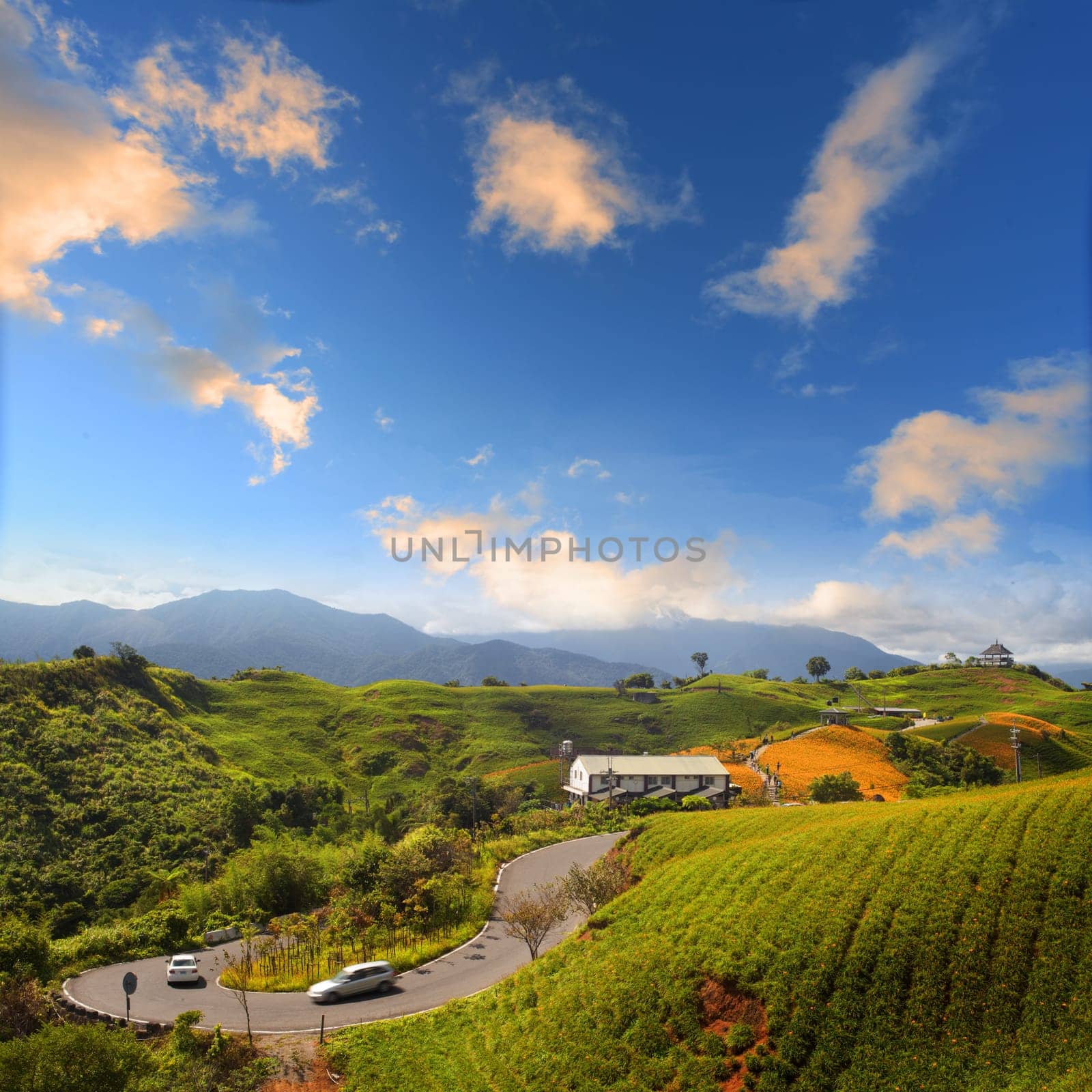 Daylily flower at sixty Stone Mountain in Taiwan Hualien festival