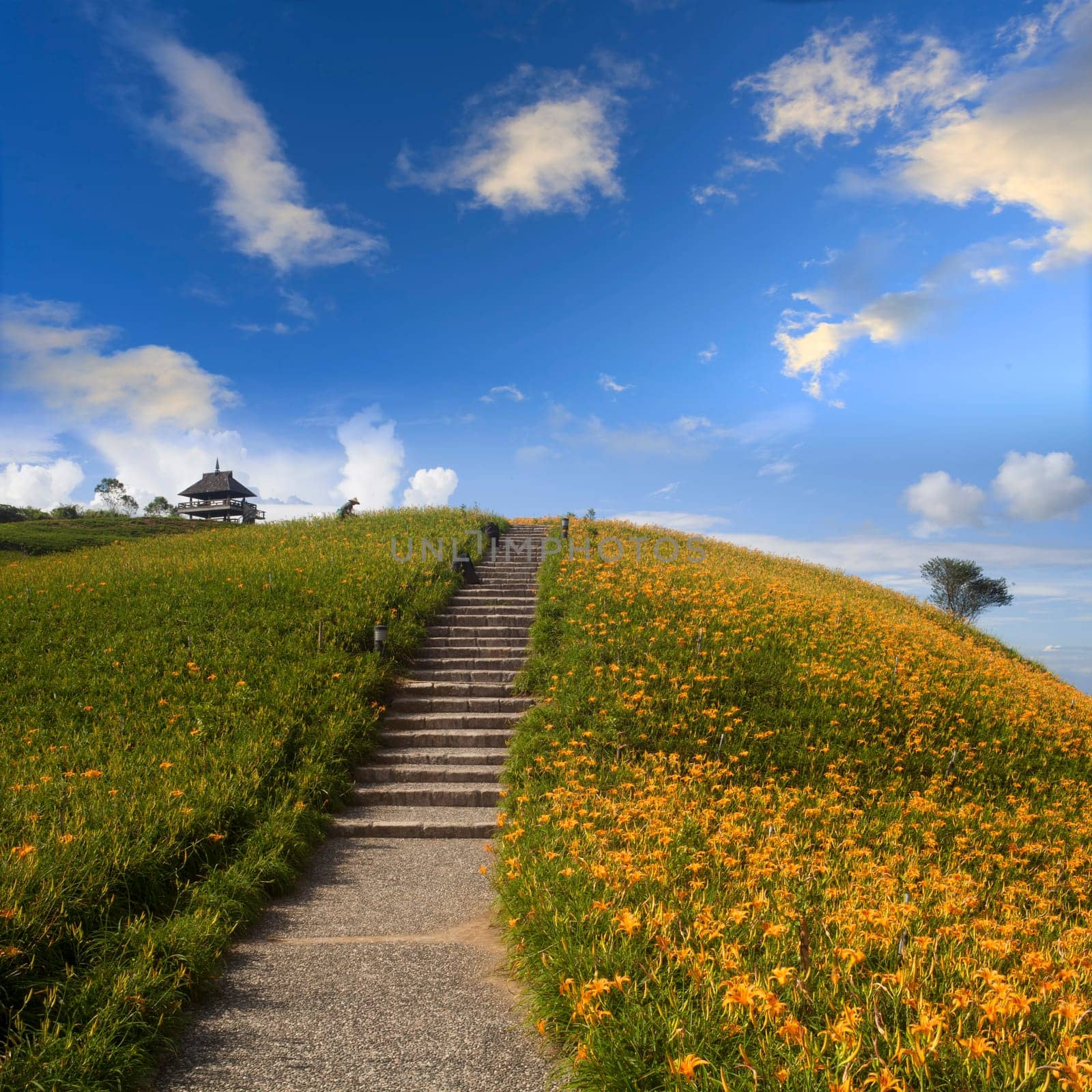 Daylily flower at sixty Stone Mountain in Taiwan Hualien festival