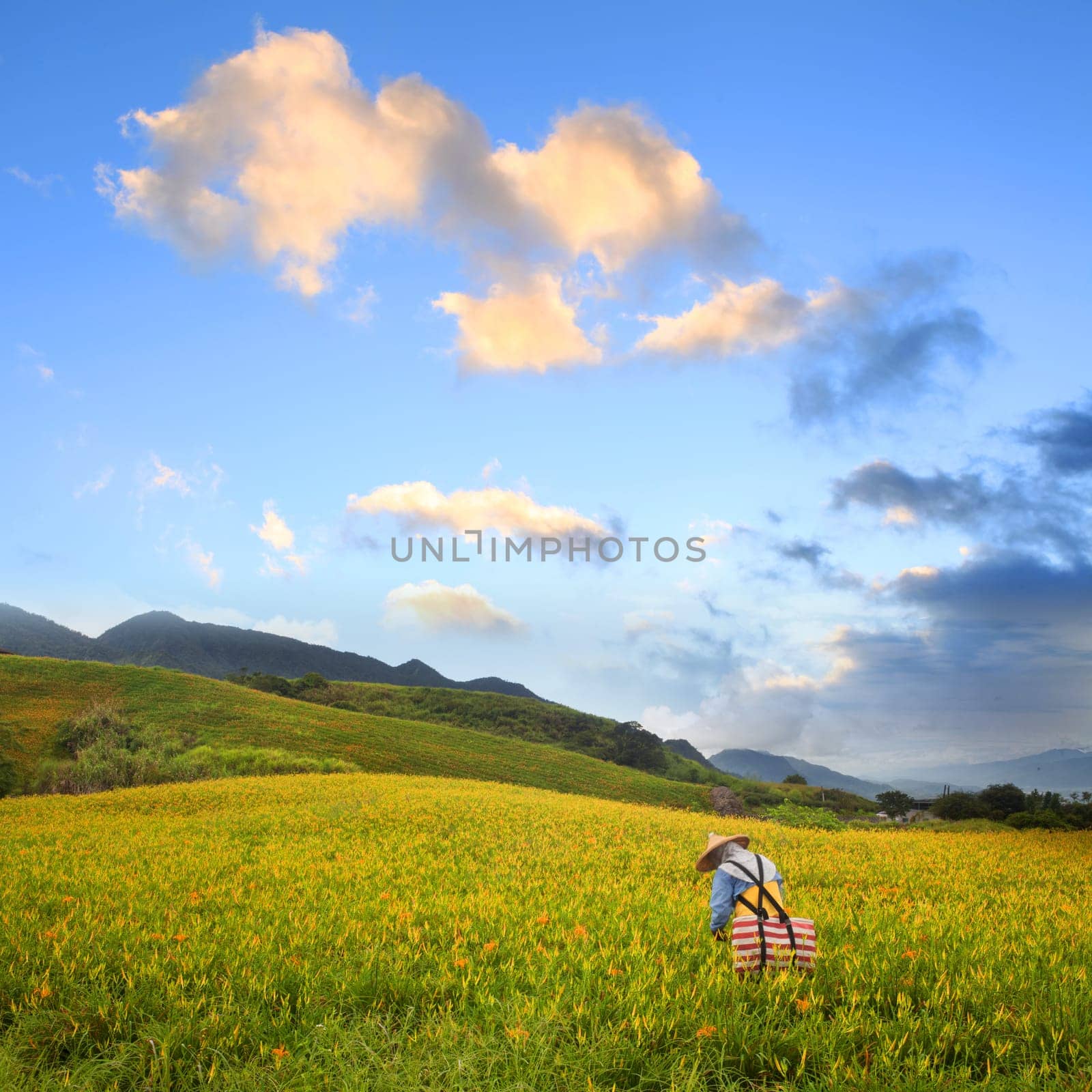 Daylily flower at sixty Stone Mountain in Taiwan Hualien festival