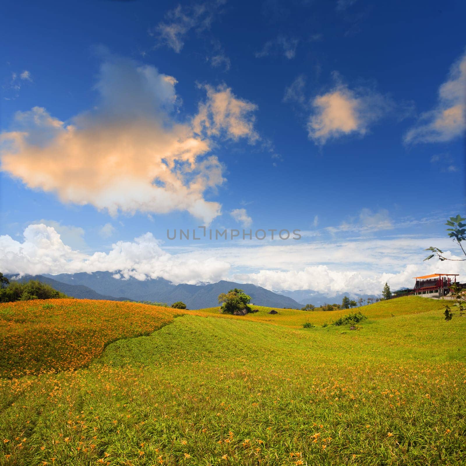 Daylily flower at sixty Stone Mountain in Taiwan Hualien festival