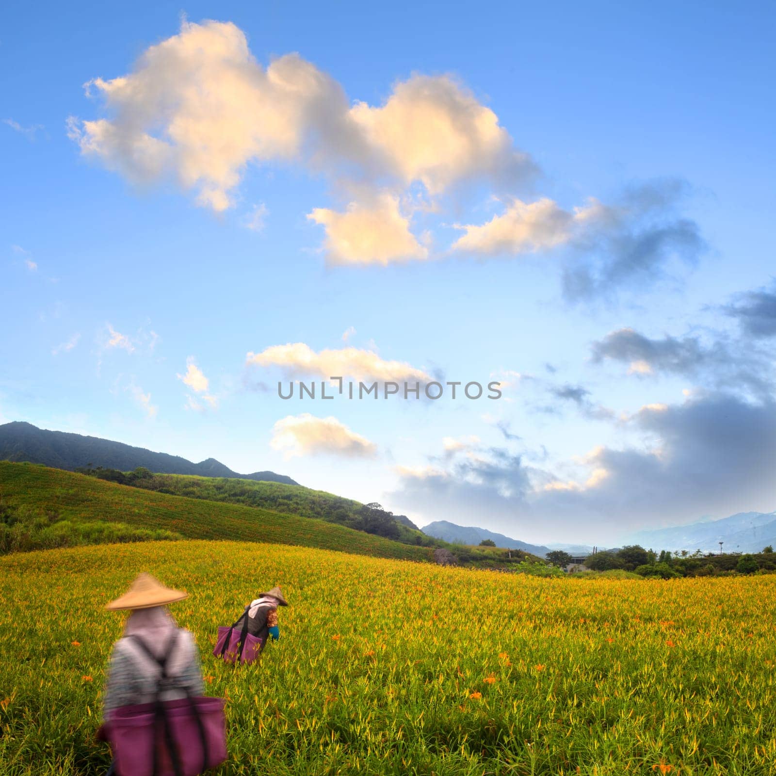 Daylily flower at sixty Stone Mountain in Taiwan Hualien festival