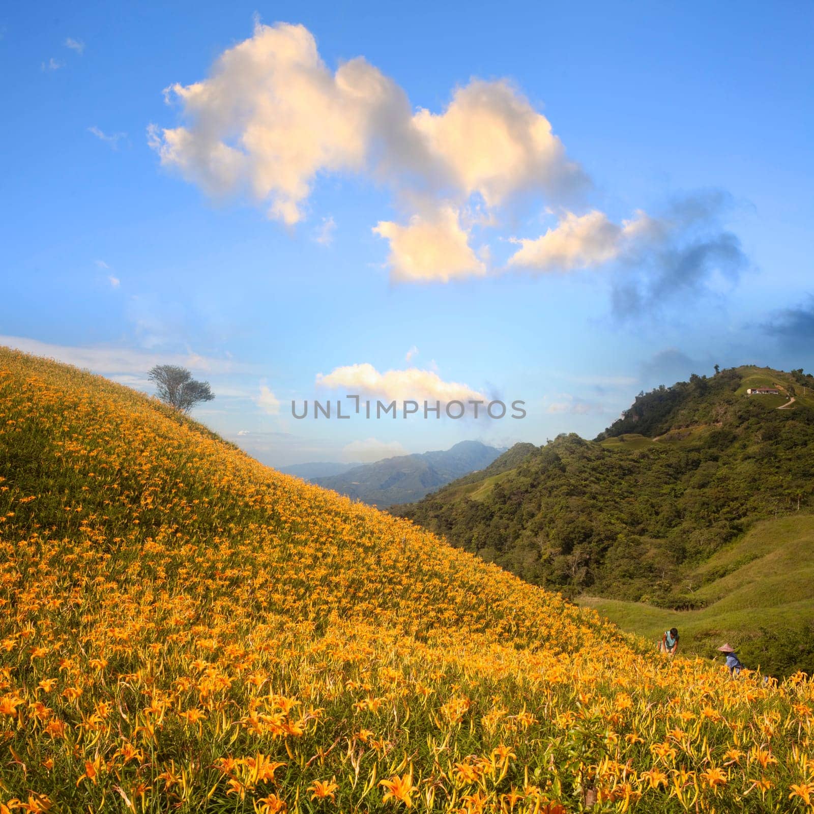 Daylily flower at sixty Stone Mountain in Taiwan Hualien festival