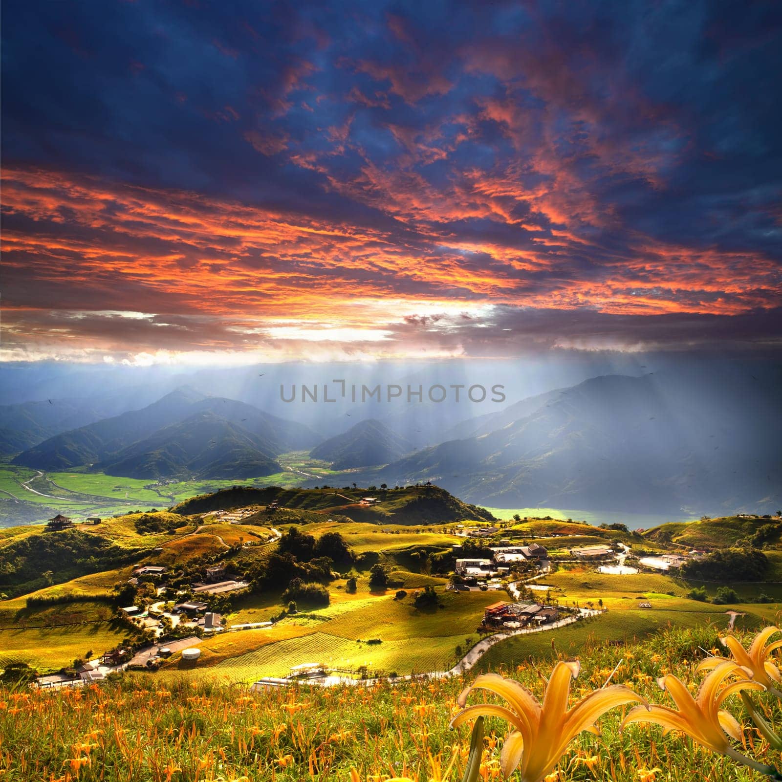 Daylily flower at sixty Stone Mountain in Taiwan Hualien festival
