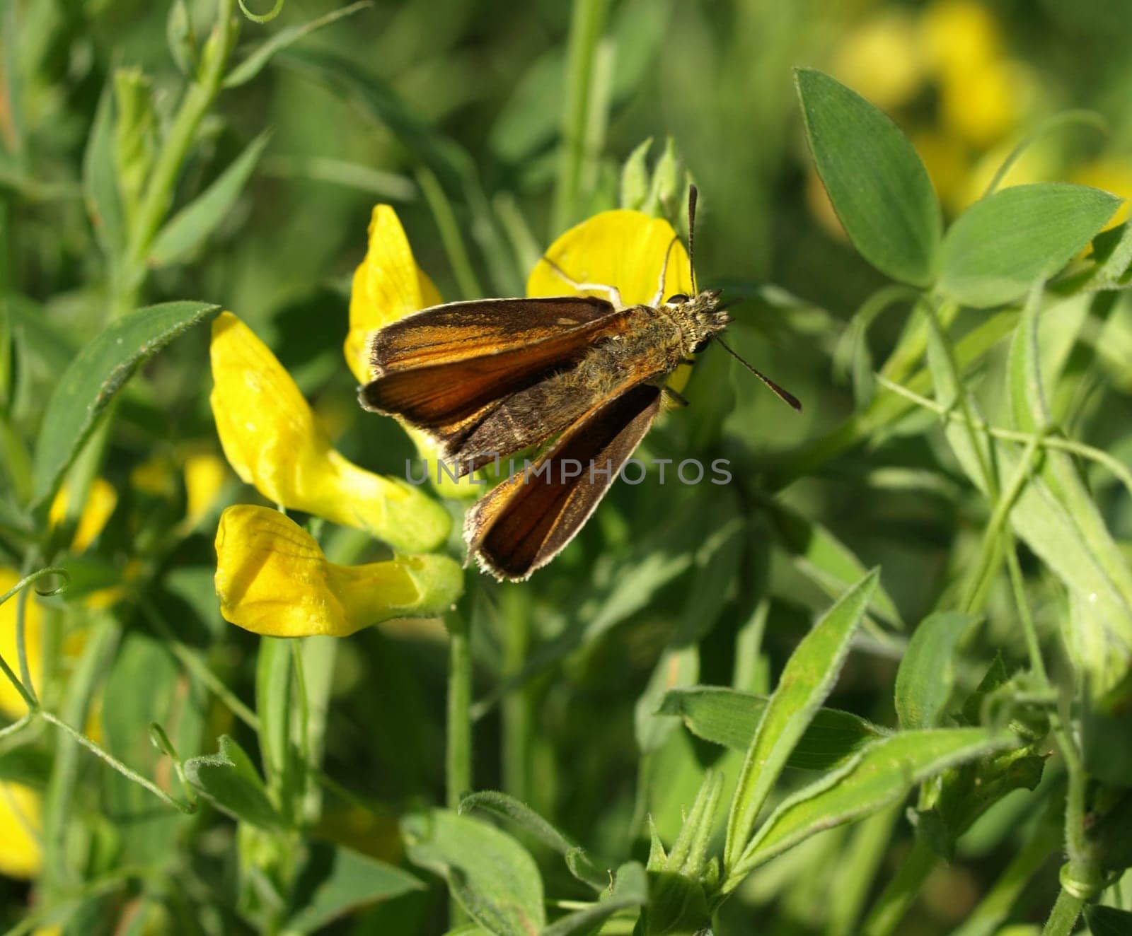 Rusty Thick-headed Butterfly
