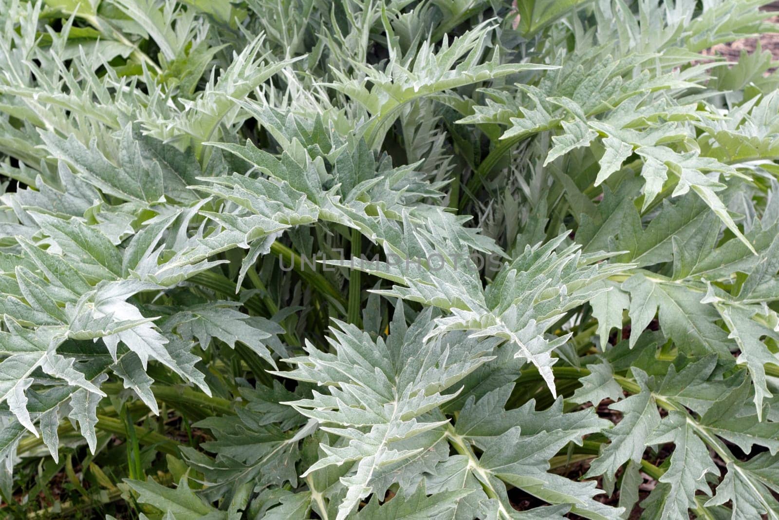 Very large green gray leaves from a very old artichoke plant growing in a garden make for a great background.