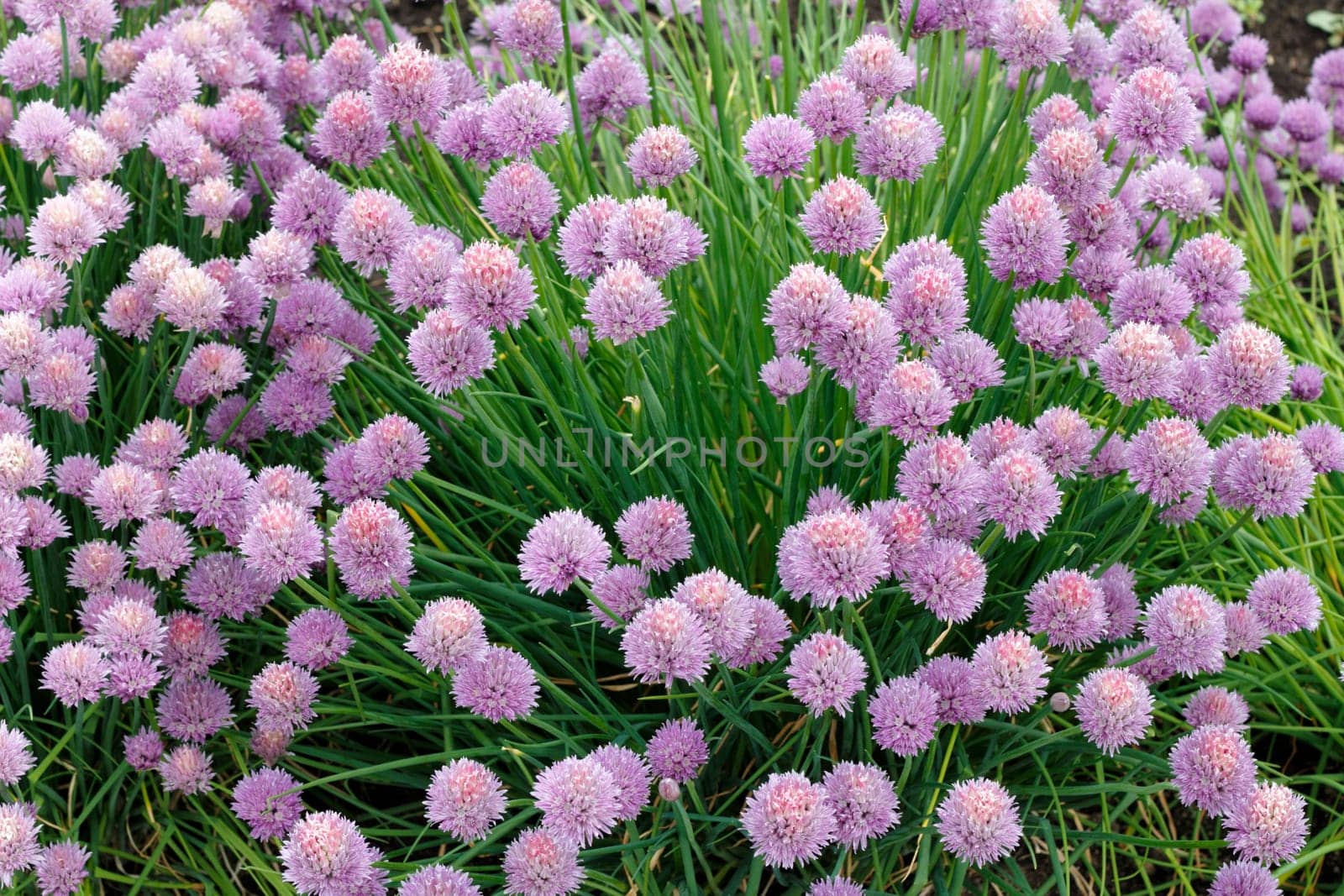 Beautiful bunch of purple pink blossom chives growing outdoors in the day.