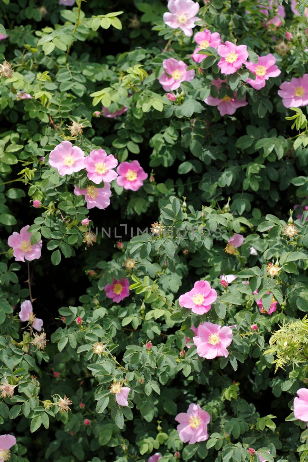 Bright pink and yellow rock-roses outside on a sunny spring day.