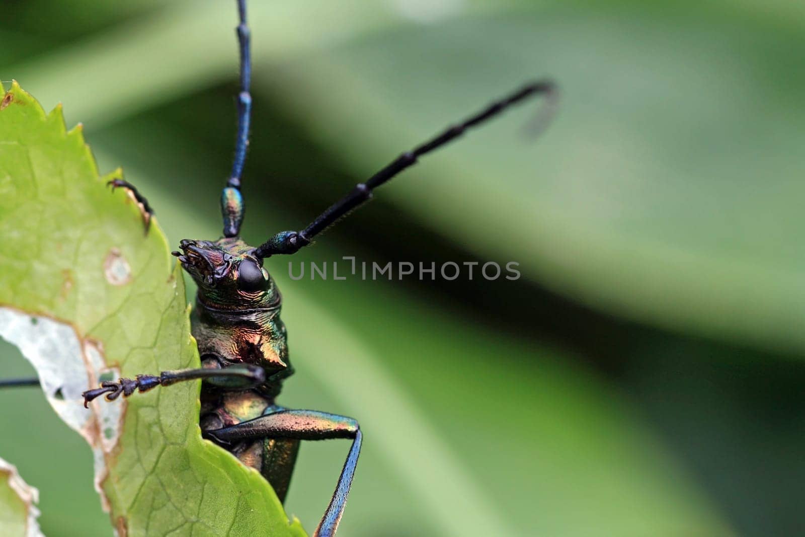 The protected musk buck or musk beetle