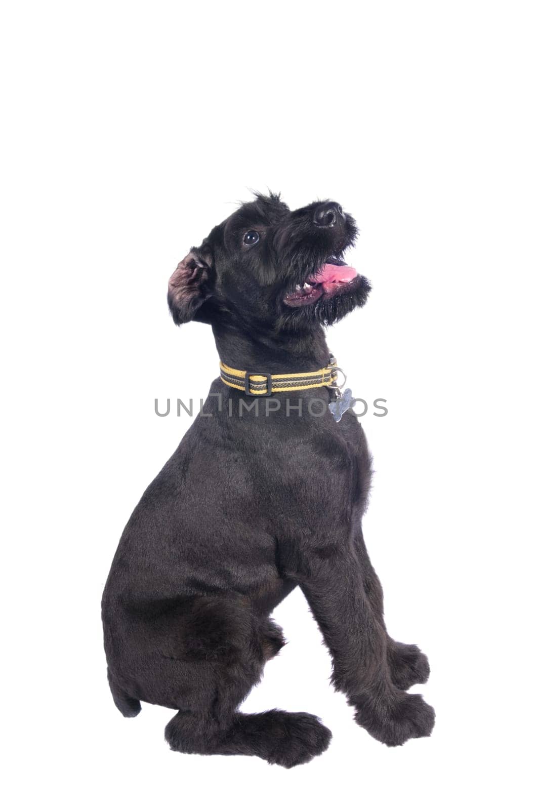 Closeup of very attentive schnauser puppy