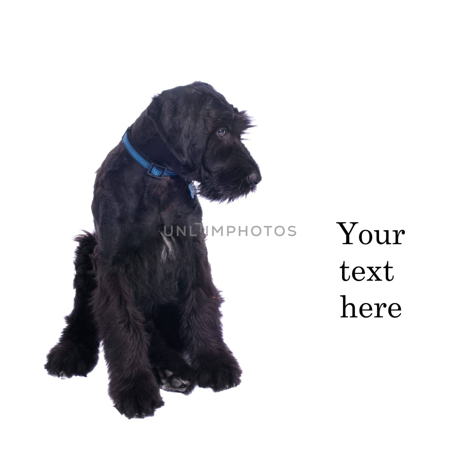 Closeup of very attentive schnauser puppy